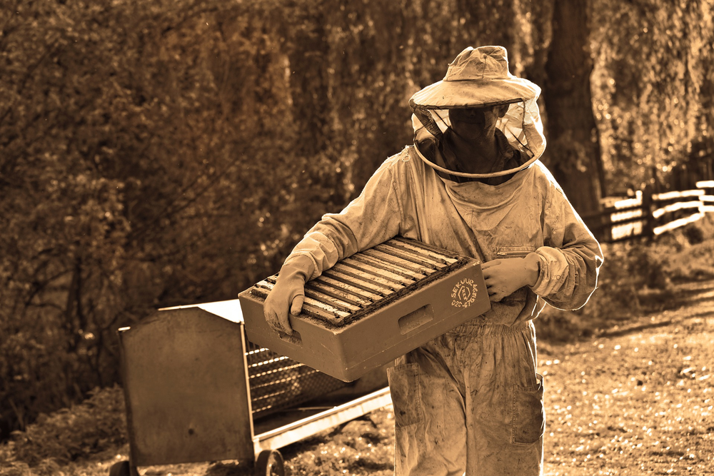 Beekeeper taking care of his hives